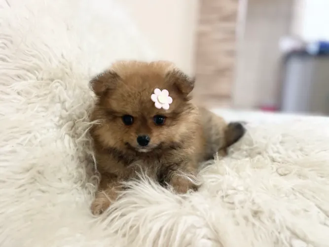 Fofura de Lulu fêmea mini 