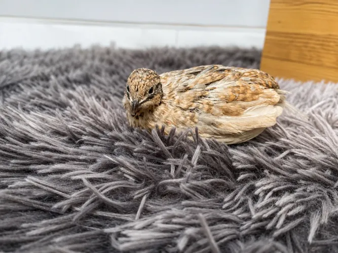 Codornas mini
