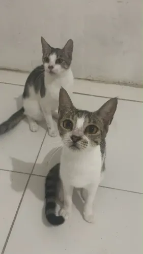 GATIS PARA ADOÇÃO 