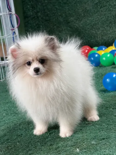 Lulu Pomerania selecionados