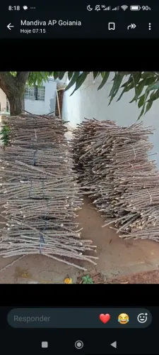Ramas de mandioca embrapa