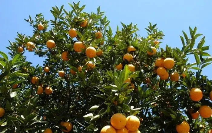 Laranja pêra enxertada (vendo mudas) 
