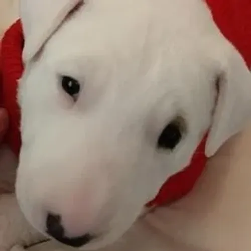 Bull Terrier,Bull Terrier Filhote Disponível Alta Qualidade