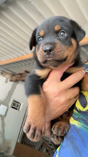 Cachorro