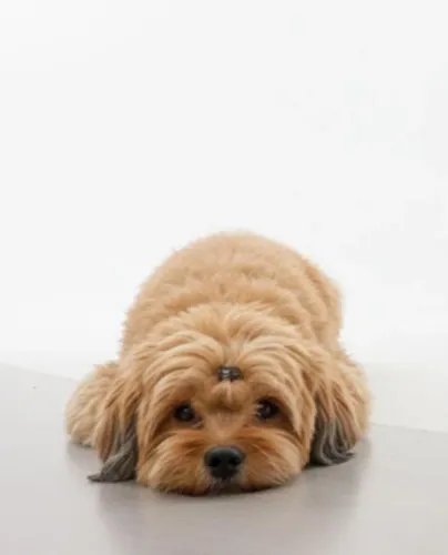 Shitzu/lhasa apso