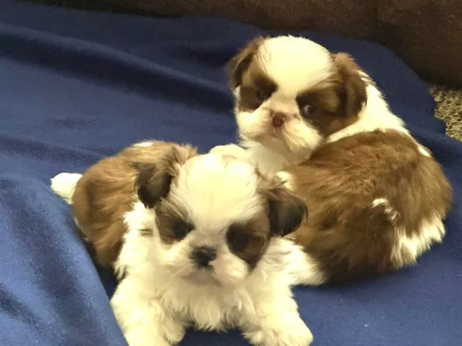 Shit tzu