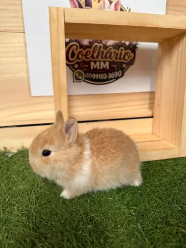 Mini coelhos Netherland dwarf (anão holandês)