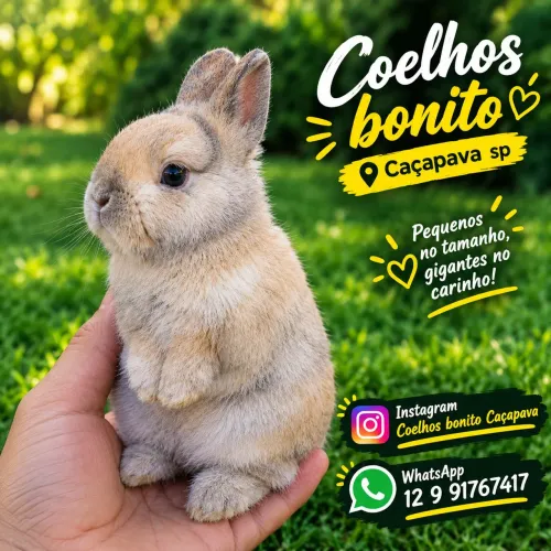 Coelho anão pequenino Netherland Dwarf
