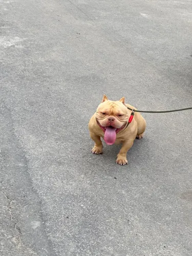 American Bully 