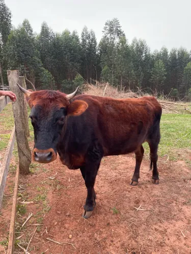Vaca jersey com Angus
