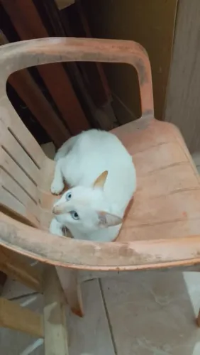 Filhote branquinho de olhos azuis pra doação 