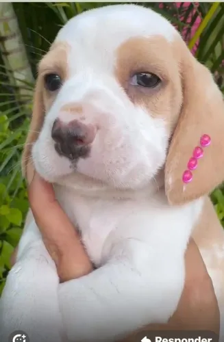 Beagle saudavel 