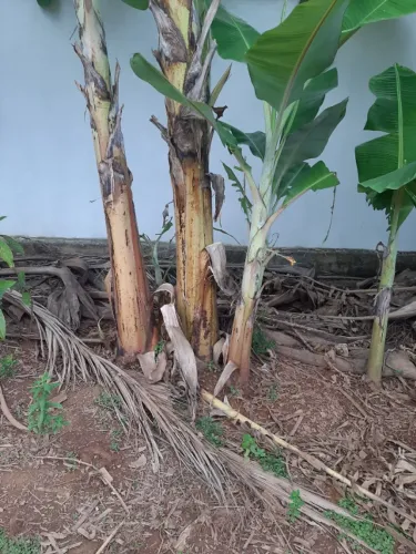 Muda de banana branca 8 e figo 5