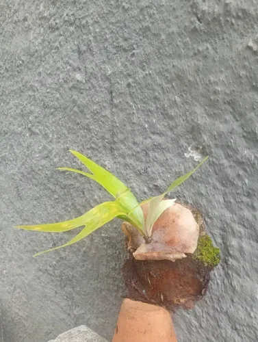 Planta Chifre de Veado vários tamanhos