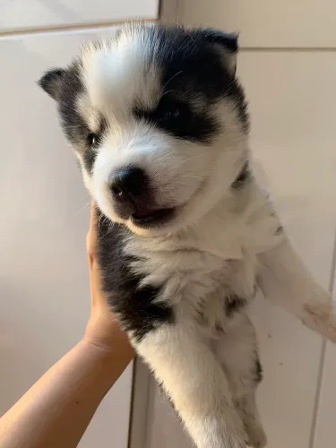 Filhotes de Husky Siberiano 100% Puros