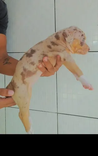 Pit Monster