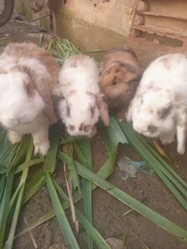 Coelhos mini lop