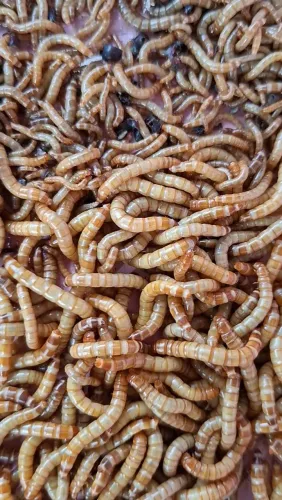 Tenébrios/ Larva do Pão 