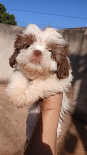 VENDO SHIH-TSU