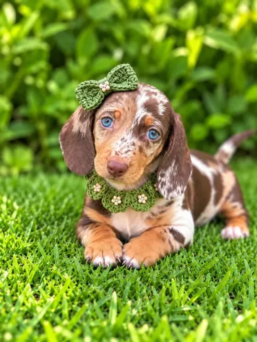 Dachshund fêmea arlequim chocolate pedigree 