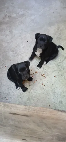Vendo Staffordshire Bull terrier fêmea 