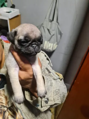 Filhotes de Pug fêmea
