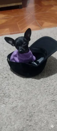 Pincher machinho black