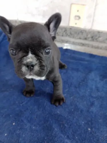 Vendo cão da raça buldogue francês, um menino já com duas vacinas, com dois meses e meio.