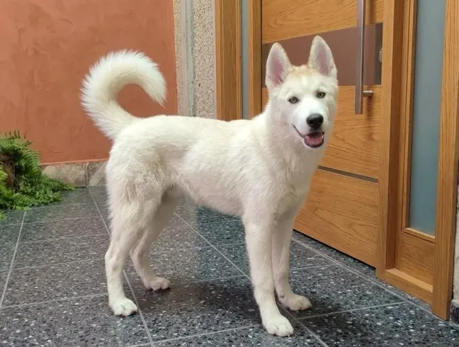 Doação de Husky Siberiano Filhote