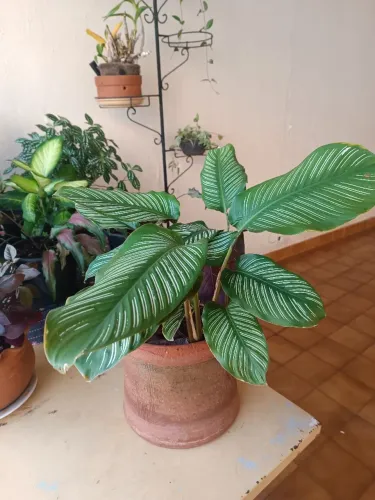 Planta Amaranta
