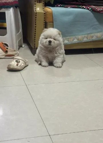 Chow Chow,Chow Chow Filhote Pronto Para Novo Lar