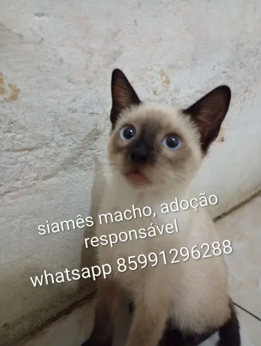 Gatinhos lindinhos pra adoção responsável 
