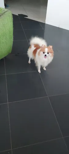 Lulu 