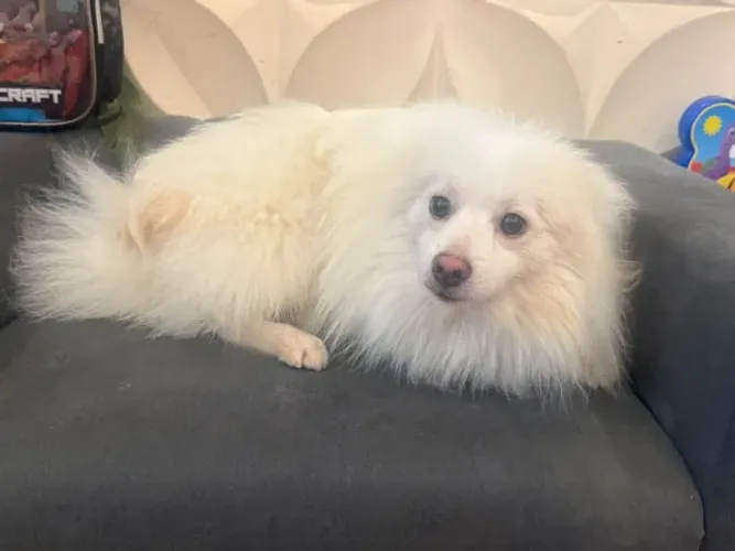 Lindo Spitz Alemão Macho!