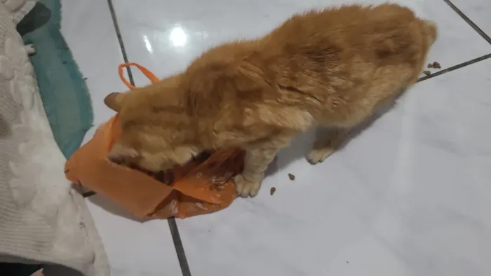 doação responsável de gatinho que sofreu maus tratos