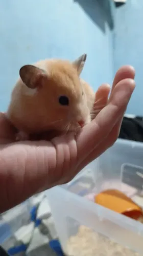 Hamster sírio