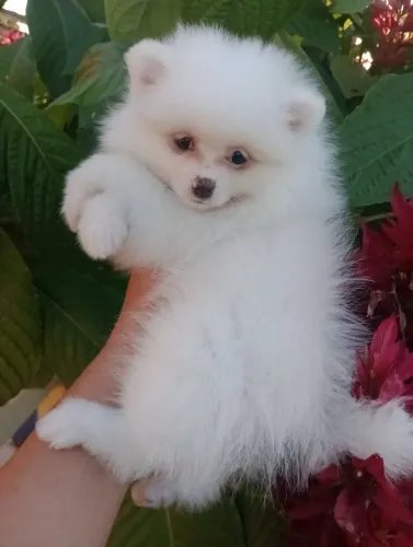 Spitz alemão anão, macho, Branco com pedigree em 10x no cartão.