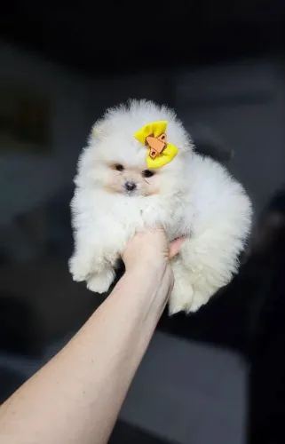 DOAÇÃO DE SPITZ ANÃO