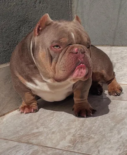 American Bully para Cobertura - Estrutura Forte!