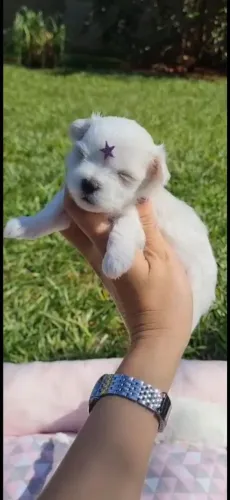 Maltês micros  machinho e fêmeas 