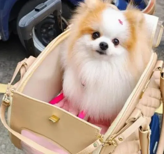 Oportunidade Lulu da Pomerânia Fêmea adulta