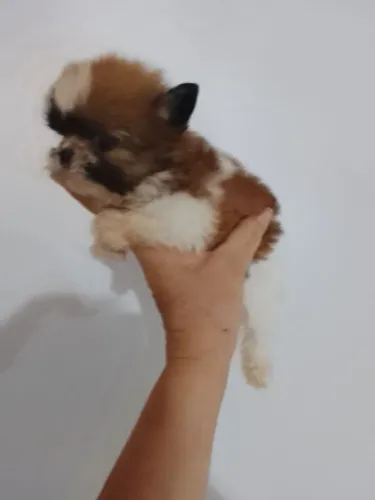 Miniatura chihuahua fêmea pelo longo
