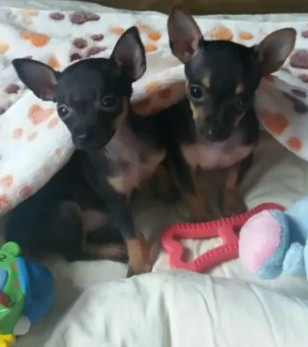 Cãozinho Pinscher/Pincher de linhagem selecionada dócil e saudável ativa