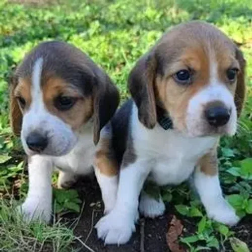 Beagle,Beagle Filhote Selecionado Alta Procedência
