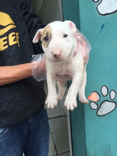 Bull Terrier Fêmea com Pedigree - Forte, Brincalhona e Cheia de Personalidade