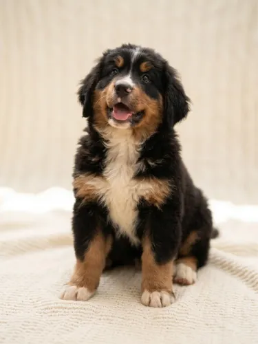 Bernese Mountain Dog