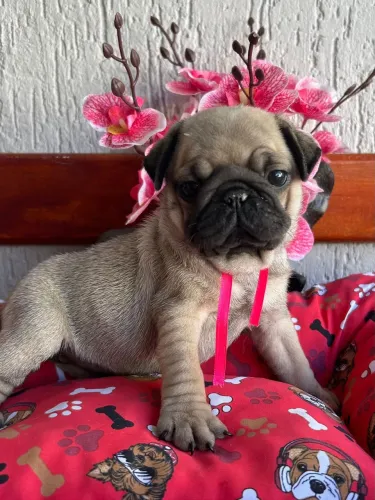 Pug fêmea com pedigree