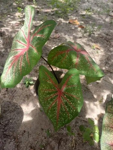 Vaso com planta