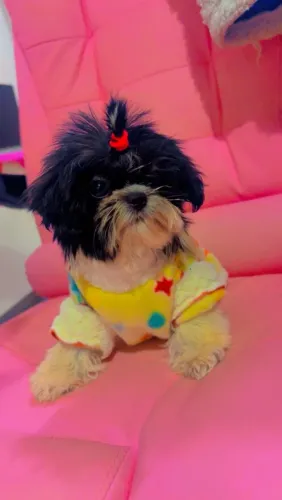 Shih-tzu Fêmea