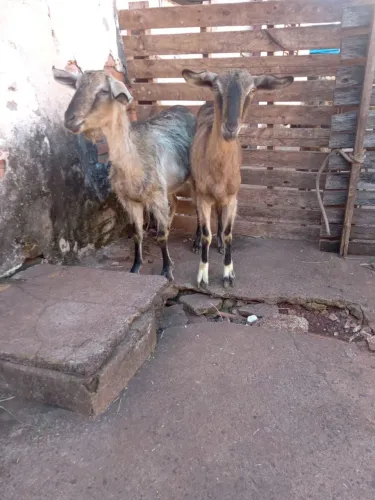 Vende  ou troca 